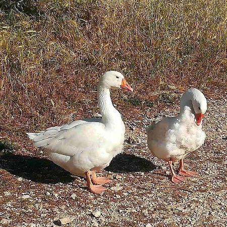 Camera In Campagna בית הארחה *